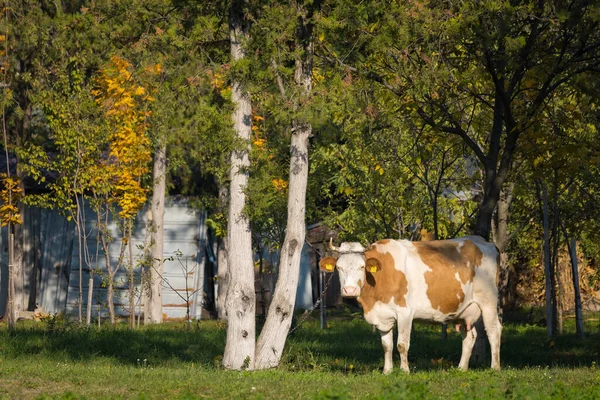 Корова Пастбище Деревне Сельский Пейзаж Селективный Фон Фокуса — стоковое фото