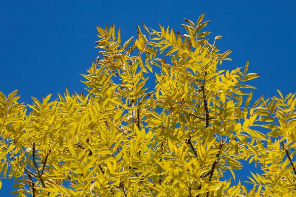 Ahorn Herbst Park Selektiver Fokus — Stockfoto