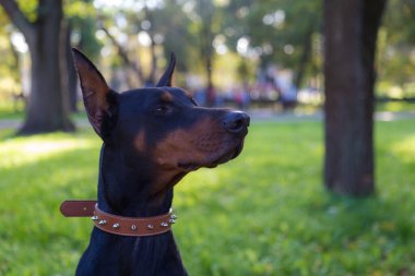 Doberman köpeği. Bulanık arkaplanı olan seçici odaklanma. Sığ alan derinliği.