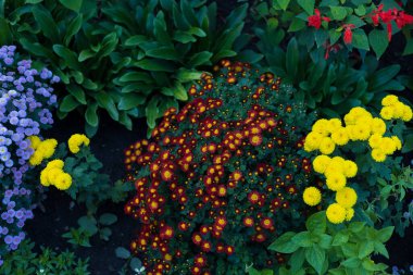 Çok güzel bir çiçek yatağı. Çevre düzenlemesi ve yeşillendirmesi. Güzel yeşil kentsel alanın resmedilmesi için soyut arkaplan.