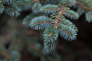 Mavi ladin dalları. Seçici Odaklanma Arkaplanı