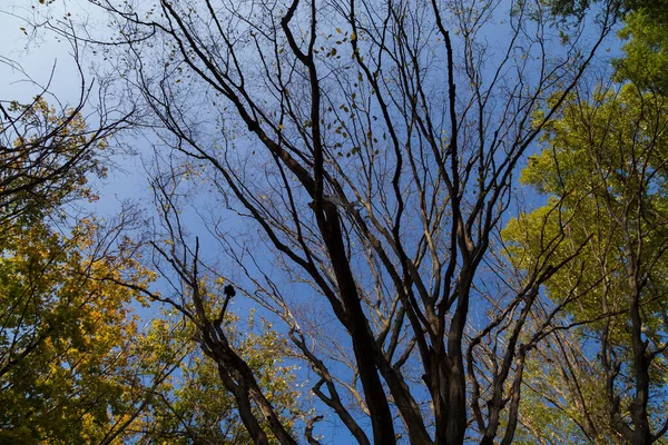 Alberi Gialli Nel Periodo Dell Autunno Dorato Contesto — Foto Stock