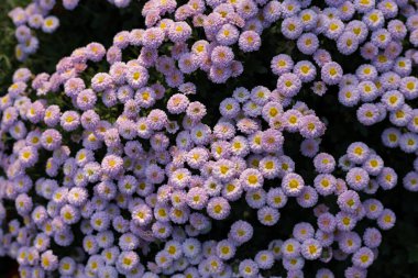 Çok güzel bir çiçek yatağı. Çevre düzenlemesi ve yeşillendirmesi. Güzel yeşil kentsel alanın resmedilmesi için soyut arkaplan.