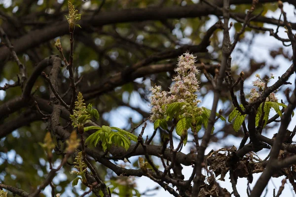 Floraison Répétée Châtaignier Fin Automne Anomalies Naturelles Écarts Par Rapport — Photo