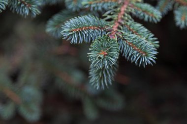 Mavi ladin dalları. Seçici Odaklanma Arkaplanı