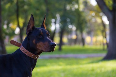 Doberman köpeği. Bulanık arkaplanı olan seçici odaklanma. Sığ alan derinliği.