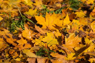 Düşen sonbahar yapraklarının renkli arkaplan resmi mevsimsel kullanım için mükemmel, seçici odak