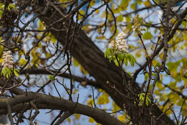 Wiederholte Blüte Der Kastanien Spätherbst Natürliche Anomalien Und Abweichungen Von — Stockfoto