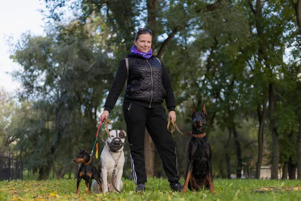 Giovane Donna Con Cani Una Passeggiata All Aperto Focus Selettivo — Foto Stock
