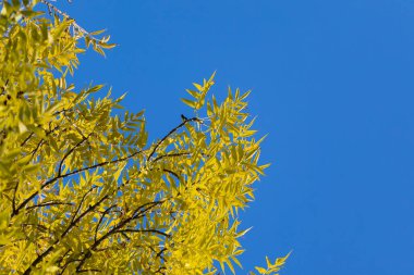 Sonbaharda parkta akçaağaç, seçici odak.