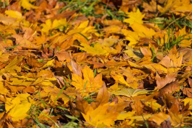 Düşen sonbahar yapraklarının renkli arkaplan resmi mevsimsel kullanım için mükemmel, seçici odak
