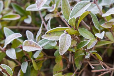 Soğuk bir sabahta ilk kış ayazları boyunca stoklama ve ayaklanma. Arkaplan