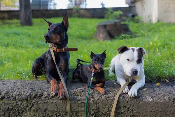 Dogs Different Breeds Peacefully Waiting Owners Selective Focus Blurred Background — Stock Photo, Image