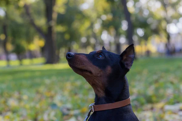 Pinscher Dog Selektivní Zaměření Rozmazaným Pozadím Mělká Hloubka Pole — Stock fotografie