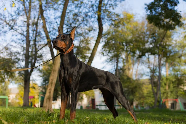 Doberman Köpeği Bulanık Arkaplanı Olan Seçici Odaklanma Sığ Alan Derinliği — Stok fotoğraf