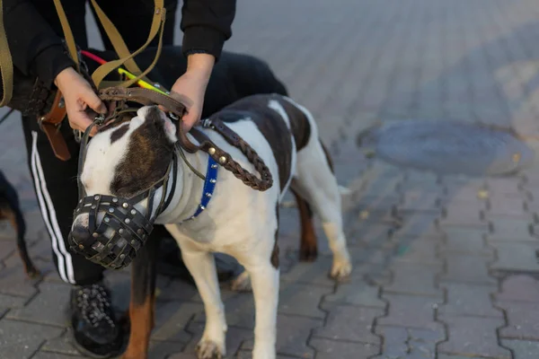 Pitbull Razza Canina Focus Selettivo Con Sfondo Sfocato Profondità Campo — Foto Stock