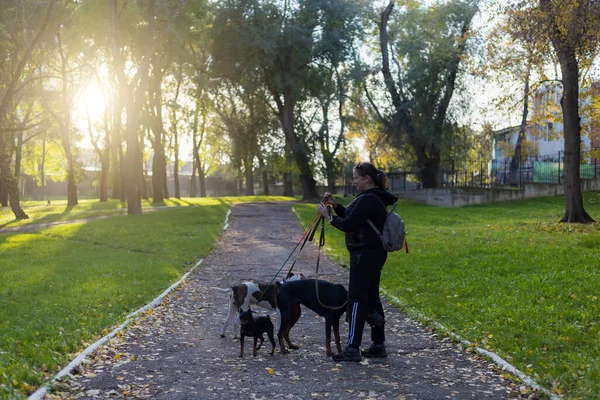 Mladá Žena Psy Procházce Venku Selektivní Zaměření Rozmazaným Pozadím Mělká — Stock fotografie