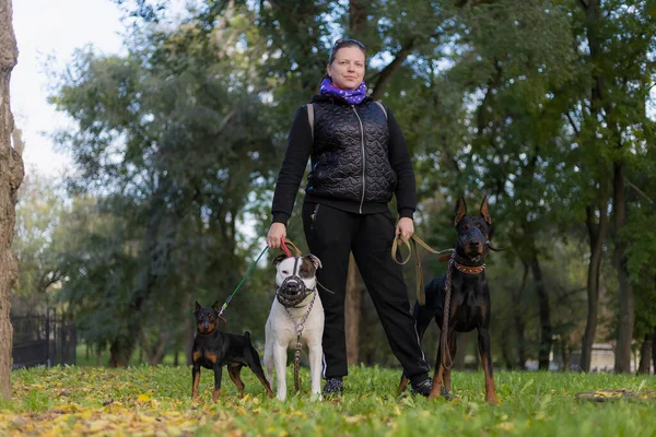 Mladá Žena Psy Procházce Venku Selektivní Zaměření Rozmazaným Pozadím Mělká — Stock fotografie