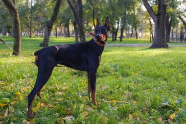 Doberman köpeği. Bulanık arkaplanı olan seçici odaklanma. Sığ alan derinliği.