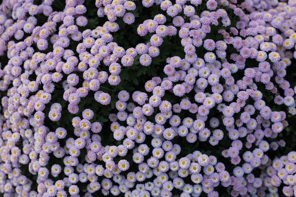 Ein Sehr Schönes Blumenbeet Landschaftspflege Und Begrünung Der Umwelt Abstrakter — Stockfoto