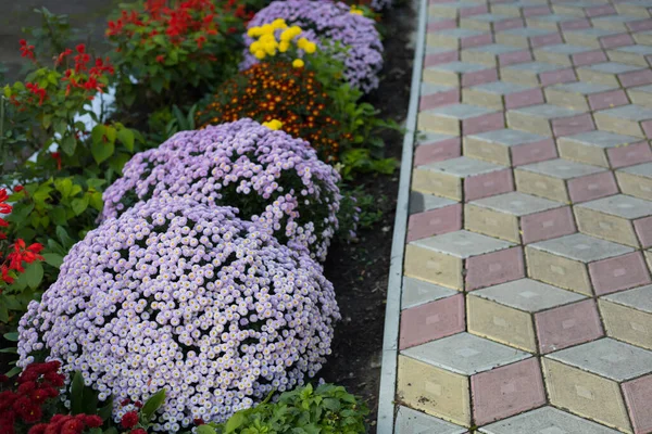 A very beautiful flower bed. Landscaping and greening of the environment. Abstract background for illustration of nice green urban space.