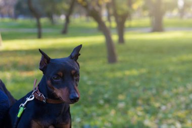Pinscher köpeği. Bulanık arkaplanı olan seçici odaklanma. Sığ alan derinliği.