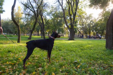 Doberman köpeği. Bulanık arkaplanı olan seçici odaklanma. Sığ alan derinliği.