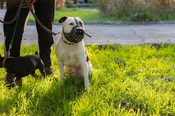 Raça Cães Pitbull Foco Seletivo Com Fundo Turvo Profundidade Campo — Fotografia de Stock
