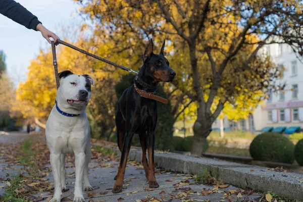 Собаки Повідку Вибірковий Фокус Розмитим Тлом Невелика Глибина Різкості — стокове фото