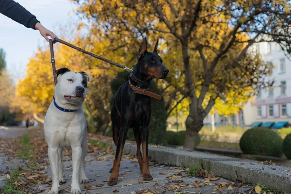 Cães Com Uma Trela Foco Seletivo Com Fundo Turvo Profundidade — Fotografia de Stock