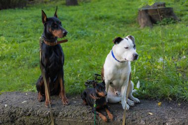 Farklı cinsten köpekler yakında barışçıl bir şekilde sahiplerini bekliyor. Bulanık arkaplanı olan seçici odaklanma. Sığ alan derinliği.
