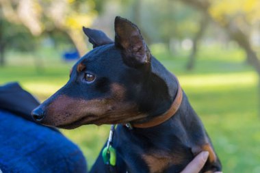 Pinscher köpeği. Bulanık arkaplanı olan seçici odaklanma. Sığ alan derinliği.