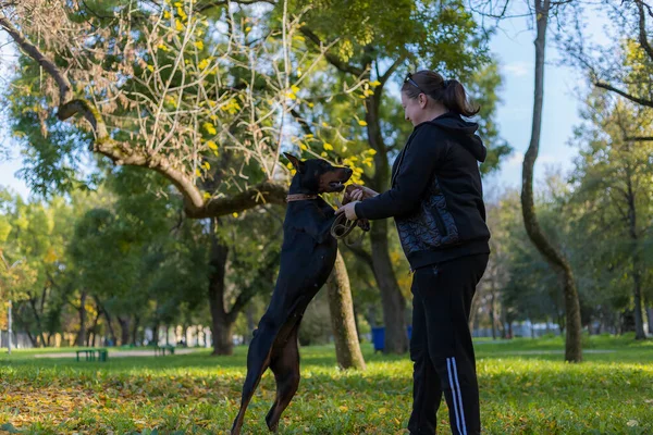 Μια Νεαρή Γυναίκα Μια Βόλτα Ένα Ντόμπερμαν Απολαμβάνει Μιλάει Ένα — Φωτογραφία Αρχείου