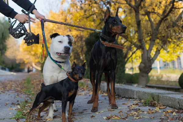 Dogs Leash Selective Focus Blurred Background Shallow Depth Field — Stock Photo, Image