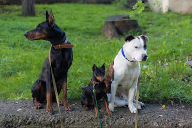 Farklı cinsten köpekler yakında barışçıl bir şekilde sahiplerini bekliyor. Bulanık arkaplanı olan seçici odaklanma. Sığ alan derinliği.
