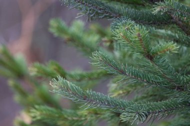 Pençeler her zaman ormandaki yeşil köknar ağaçlarıdır. Seçici odak, bulanık arkaplan