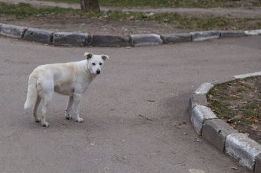 Fakir bir şehrin kentsel ortamında evsiz bir köpek. Bulanık arkaplan ile seçmeli odak