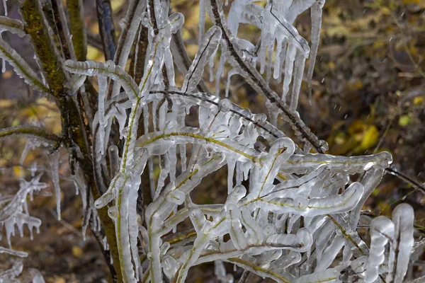 凍結雨後の木の枝につらら 選択的焦点 — ストック写真