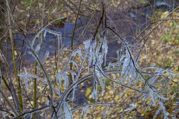 Icicli Sui Rami Degli Alberi Dopo Una Pioggia Gelida Focus — Foto Stock