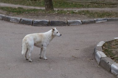 Fakir bir şehrin kentsel ortamında evsiz bir köpek. Bulanık arkaplan ile seçmeli odak