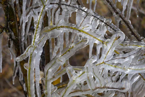 Icicles Tree Branches Freezing Rain Selective Focus Background — Stock Photo, Image