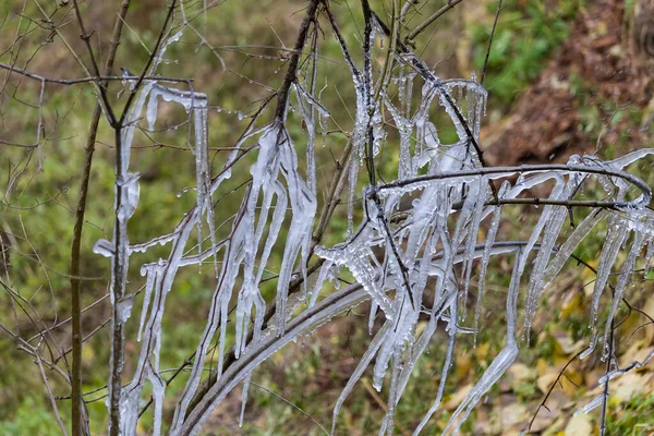 Glaces Sur Les Branches Des Arbres Après Pluie Verglaçante Concentration — Photo
