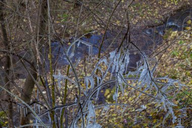 Dondurucu yağmurdan sonra ağaç dallarındaki buz saçakları. Seçici odak, arkaplan