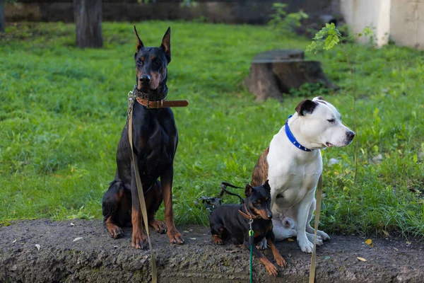 Dogs Different Breeds Peacefully Waiting Owners Selective Focus Blurred Background — Stock Photo, Image