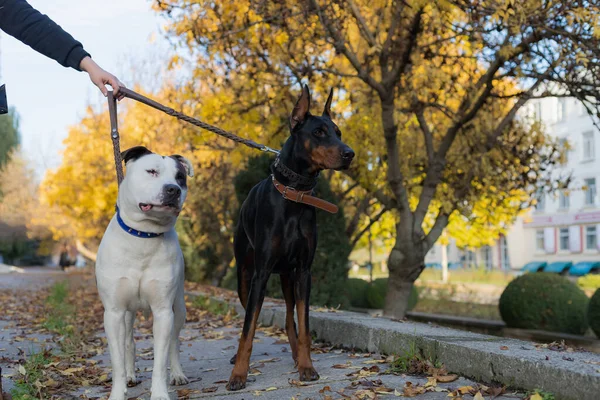 紐の上の犬 背景がぼやけた選択的フォーカス フィールドの浅い深さ — ストック写真