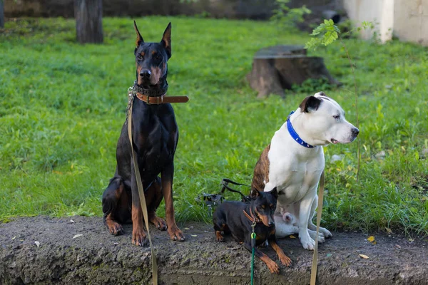 Cani Razze Diverse Sono Tranquillamente Vicino Attesa Loro Proprietari Focus — Foto Stock