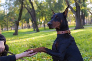 Doberman köpeği. Bulanık arkaplanı olan seçici odaklanma. Sığ alan derinliği.