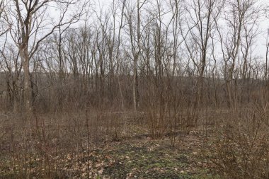 Eski ormanın tahrip edilmesi. Ekolojik durumu iyileştirmek için yeşil alanların gençleştirilmesi. İtfaiye önlemleri. Geçmişi. Genç orman