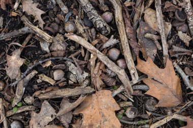 Kurumuş yapraklar ve meşe palamudu ile meşe ormanlarının toprak yüzeyinin gerçek arka planı. Ekoloji ve iklim