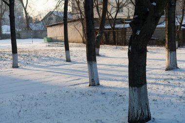 Kışın kar ve okul bahçesinde ağaç gövdeleri. Arkaplan